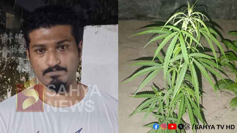 ഗൾഫിൽ നിന്ന് അവധിക്ക് എത്തിയ യുവാവ് കഞ്ചാവ് ചെടിയും കഞ്ചാവുമായി പിടിയിൽ 31 KANCHA