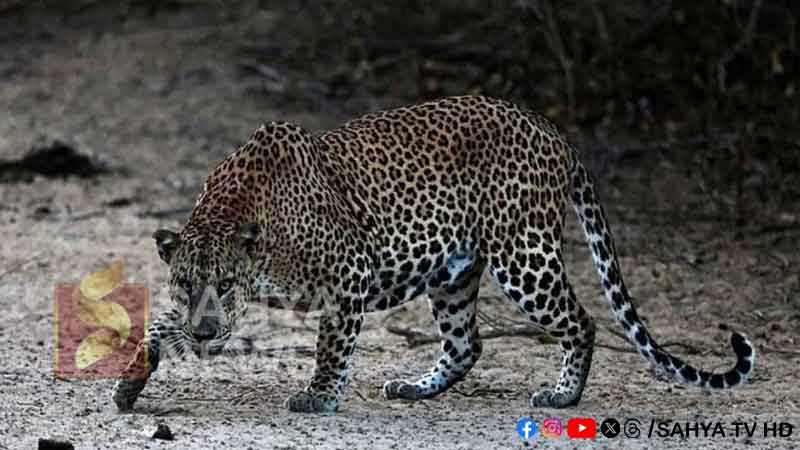 puli