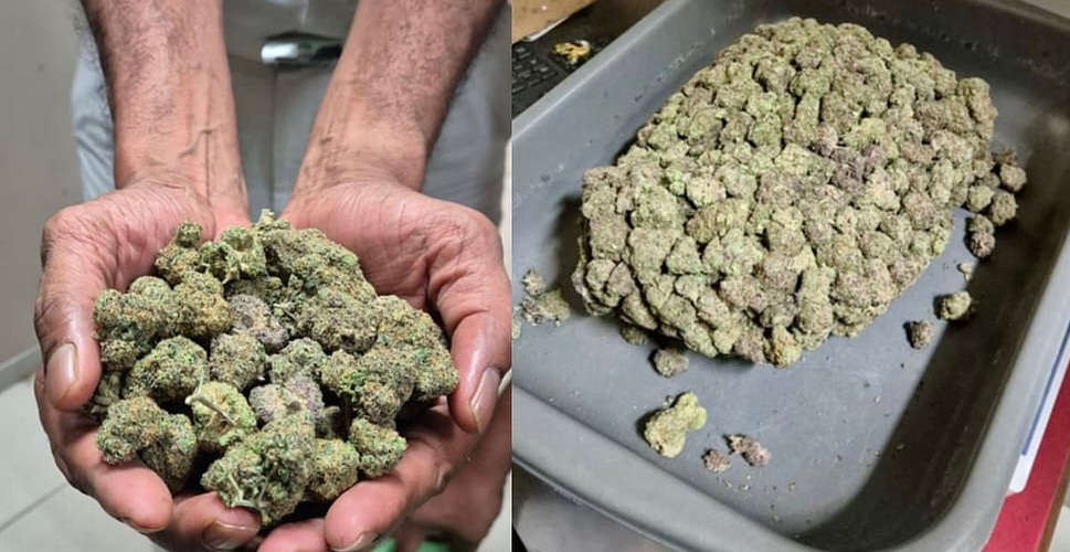 samakalikamalayalam 2024 11 30 nvqrk2pb ganja