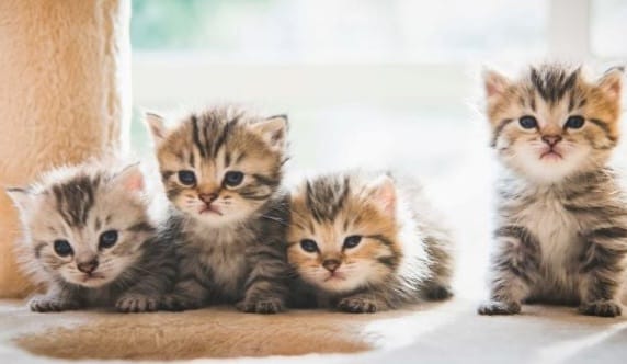 shutterstock 772334182