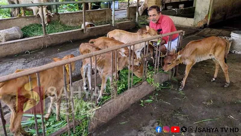 COW PE