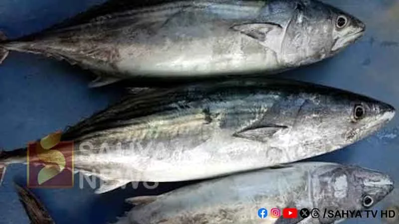 GHEE FISH