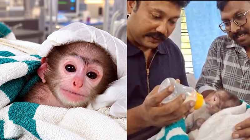MONKEY